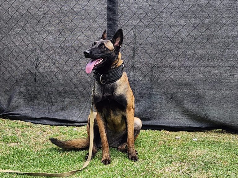 Zuka y Dipi se suman al equipo de cinotecnia de la Unidad 9