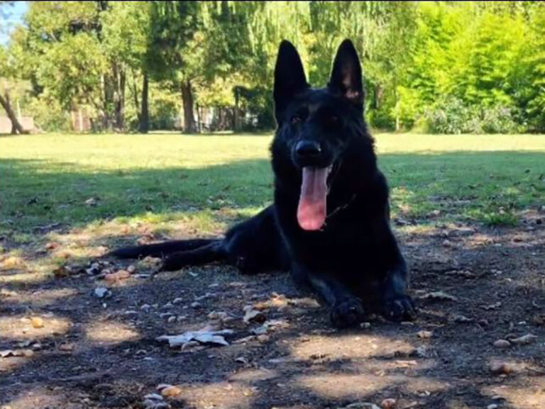 Cinotecnia del SPB obtuvo nuevas certificaciones en adiestramiento canino