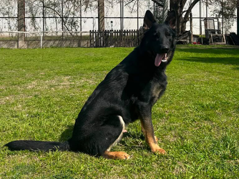 La Dirección de Cinotecnia incorporó a Quinto a la dotación de la fuerza canina del SPB