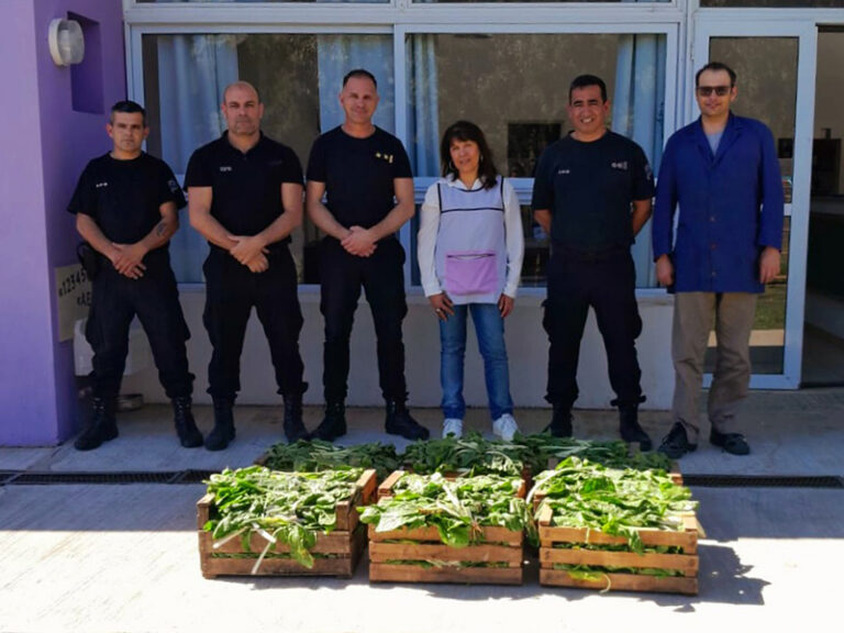 La Unidad 19 de Saavedra donó 500 kilos de acelga a instituciones de la comunidad