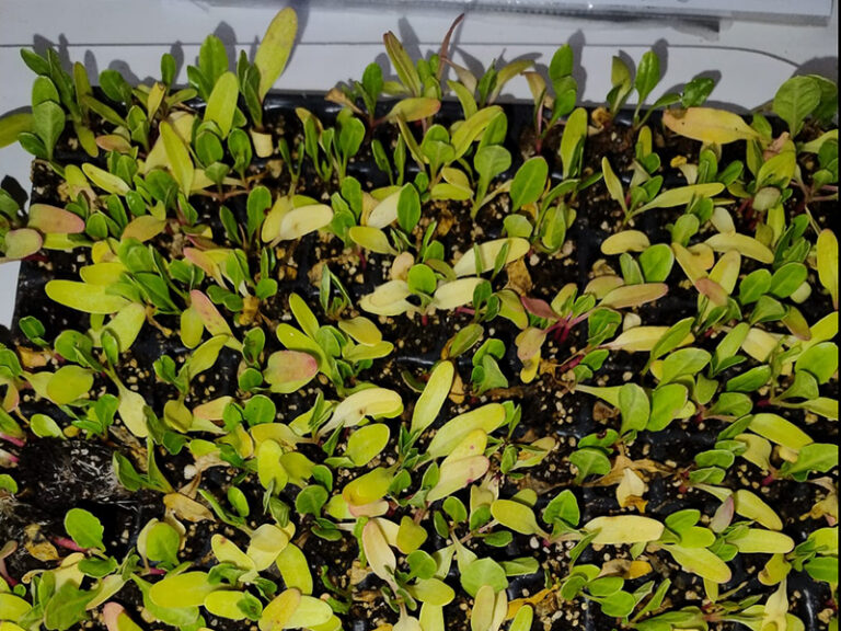 La Unidad 6 de Dolores recibió plantines hortícolas para fortalecer su huerta agroecológica
